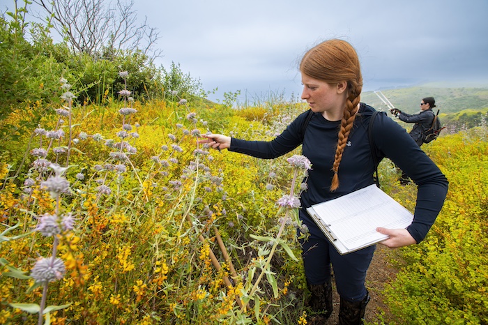 Pepperdine University Students collect plant data